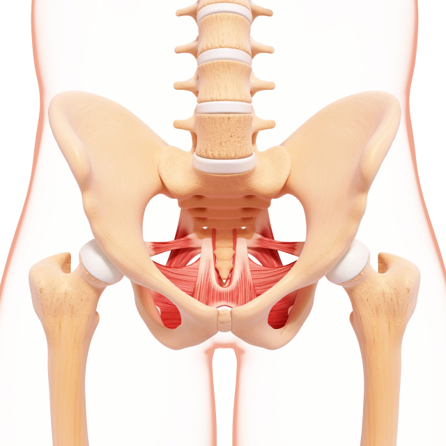 골반은 장기를 지탱해주는 많은 근육과 인대들이 있다. 이 근육과 인대가 약해지면 골반장기탈출증이 발생한다. 클립아트코리아 제공.