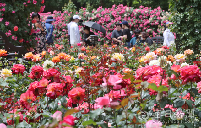 지난 12일 대구 달서구 이곡장미공원을 찾은 시민들이 형형색색의 장미꽃을 감상하고 있다. 매일신문 DB