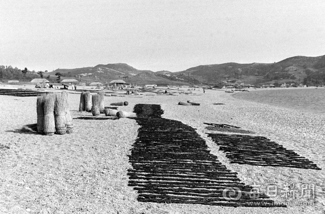 1962년 5월 중순 경북 양포 해변에 널어놓은 돌미역과 움막을 짓기 위해 세워 놓은 띠를 엮은 이엉. 사진=매일아카이빙센터