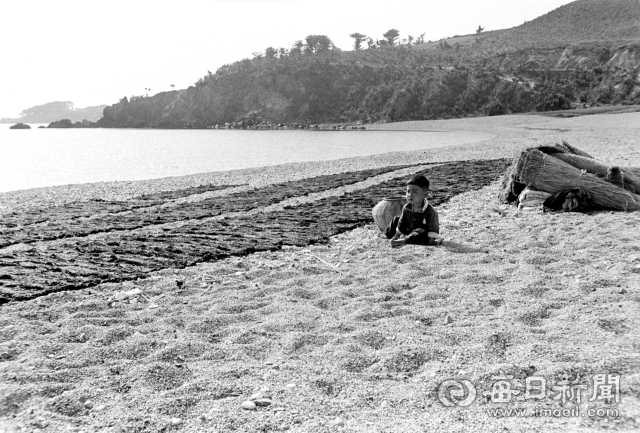 1962년 5월 중순 돌미역 말리기가 한창인 경북 양포 백사장에서 엄마를 기다리듯 앉아 있는 아기. 사진=매일아카이빙센터