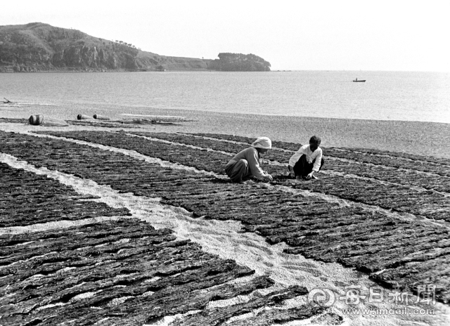 1962년 5월 중순 경북 양포 해변에서 아낙네들이 돌미역을 말리고 있다. 사진=매일아카이빙센터