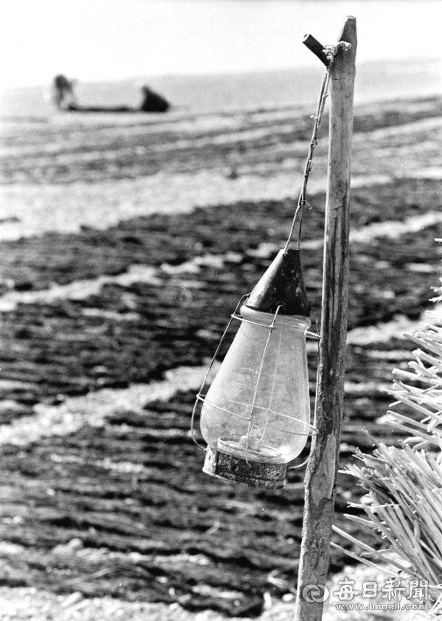 1962년 5월 중순 경북 양포 해변 백사장에서 말리는 돌미역을 지키는 움막에 불을 밝히던 석유 램프 남포등. 사진=매일아카이빙센터