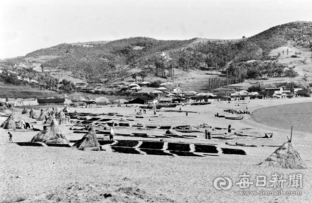 1962년 5월 중순 경북 양포 해변. 산 아래로 초가집이 늘어선 가운데 넓은 백사장에서 막바지 채취한 돌미역 말리기가 한창이다. 사진=매일아카이빙센터