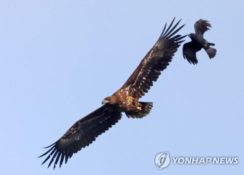 흰꼬리수리 유조 공격하는 까마귀[연합뉴스 자료사진]