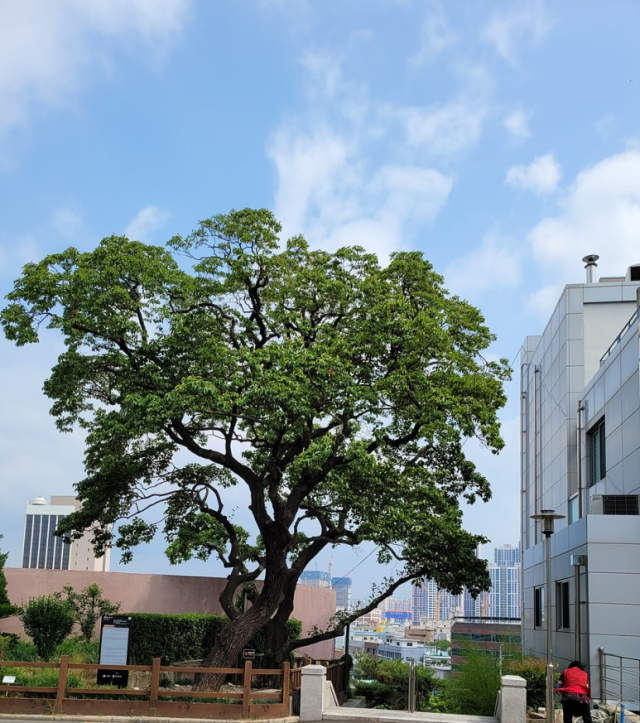 대구 중구 동산동 제일교회 북쪽에 있는 현제명 나무.