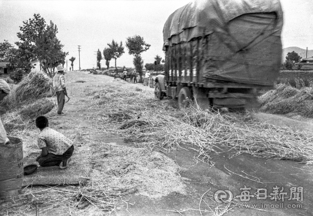 1966년 6월 16일 대구-하양 간 아스팔트 국도에서 농부들이 깔아 놓은 보릿단 위로 화물차가 지나고 있다. 사진=매일아카이빙센터.