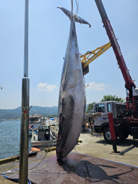 경주 앞바다서 혼획된 밍크고래 8천300만원에 팔렸다