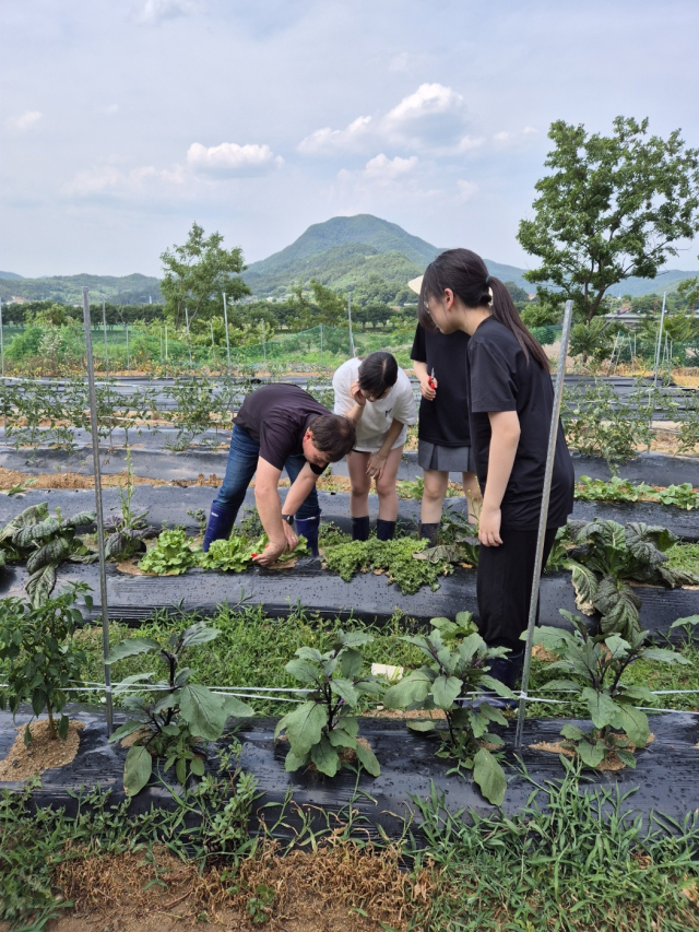 경북 청송군 진보중·고등학교 학생들이 교내 유휴경지에 지난 3월 농작물을 심었고 최근 일부 농작물을 수확하는 모습. 진보중·고 제공