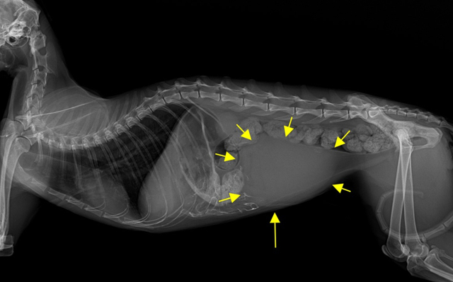 X-ray 상 복강내 방광의 거대 확장이 관찰된다.박순석동물메디컬센터.