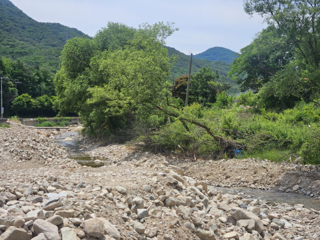 지난 17일 찾은 경북 문경시 산북면의 대하리천 수복구 공사 현장. 뿌리가 고스란히 드러난 나무들이 금방이라도 쓰러질 듯 기울어 있었다. 윤정훈 기자