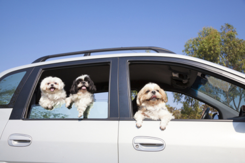 [반려동물 건강톡톡] 강아지도 열사병 걸린다…차량 내 방치 위험