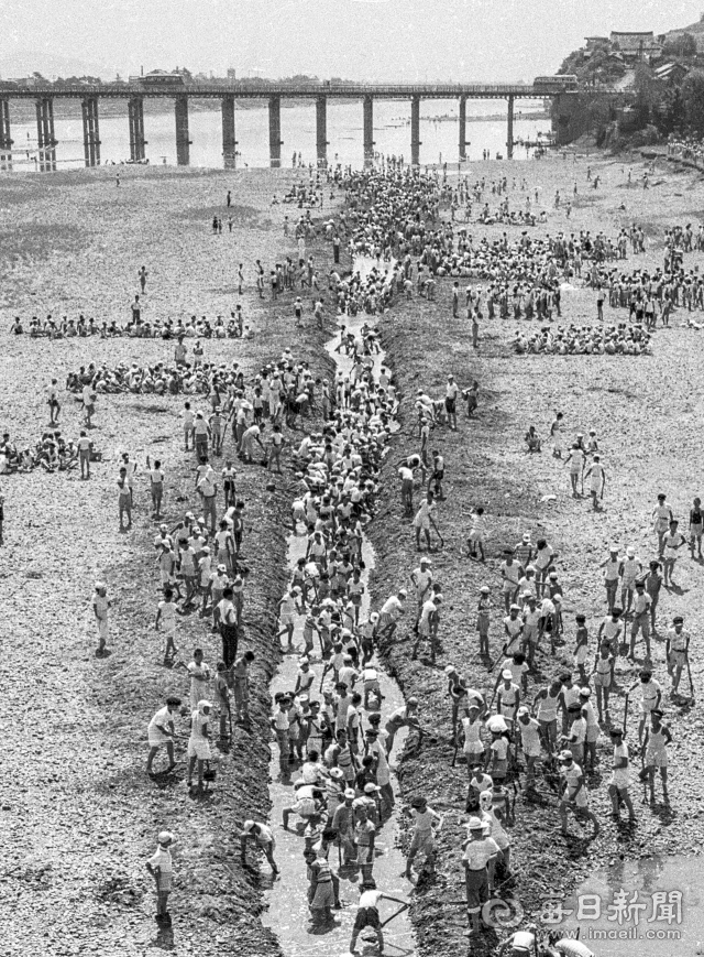 1962년 7월 1일 대구 동구 아양교 하류 금호강에 나온 경상중, 대구중 학생들이 삽과 괭이로 강 오른편 마른 논에 용수 할 물길을 내고 있다. 사진=매일아카이빙센터