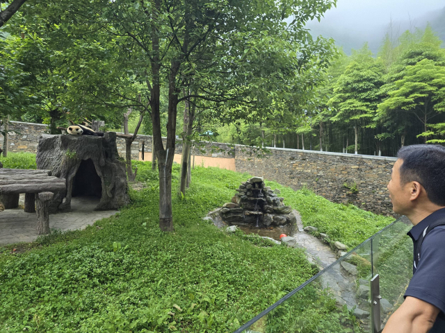 강철원 에버랜드 주키퍼가 지난 4일 중국 쓰촨성 워룽 선수핑 판다기지를 방문해 야외 방사장에서 놀고 있는 푸바오를 바라보고 있다. 연합뉴스