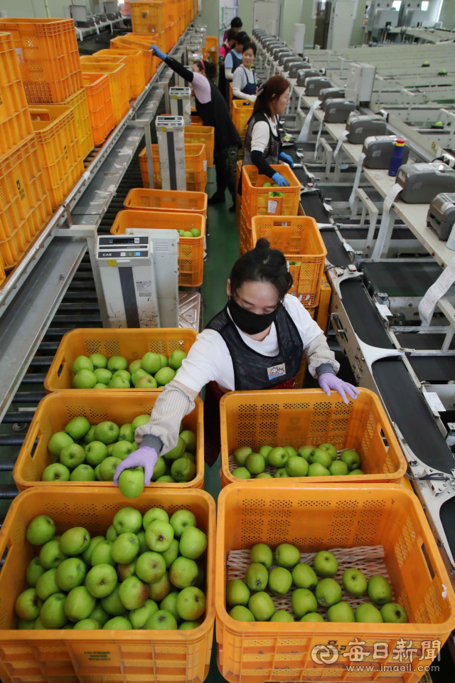 [포토뉴스] 올해 생산된 첫 사과, 군위서 출하… 초록색 여름사과 '썸머킹'