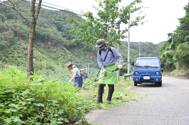 차도 주변을 정비하는 청송군 산림바이오매스 수집단의 모습. 청송군 제공