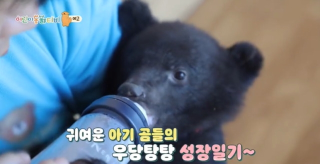 [TV] 아기 반달가슴곰의 좌충우돌 성장일기