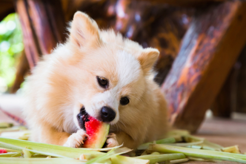 [반려동물 건강톡톡]여름철 강아지에게 좋은 5가지 과일과 채소는