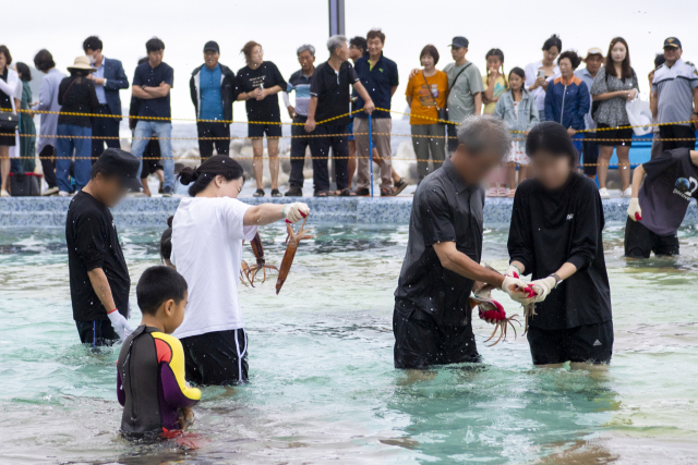 울릉 오징어 축제. 경북도 제공.