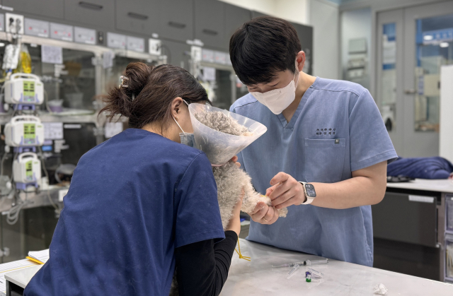 임세평 본동물메디컬센터 24시 수성점 원장이 진료하고 있다. 본동물메디컬센터 제공