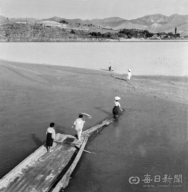 1955년 여름날 경북 고령군 다산면 호촌리 주민들이 낙동강 화원유원지 나루터에서 나룻배를 다리 삼아 강을 건너고 있다. 백사장 너머 화원동산 오른쪽에 사문진 나루터 주막이 보인다. 사진=매일아카이빙센터