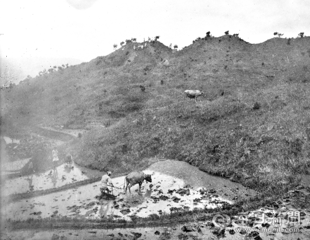 1915년 경주 보문리 부부총 발굴작업이 한창인 가운데 고분 앞 다랑논에서 농부가 모내기를 위해 써레질을 하고 있다. 촬영-야쓰이, 소장-정인성