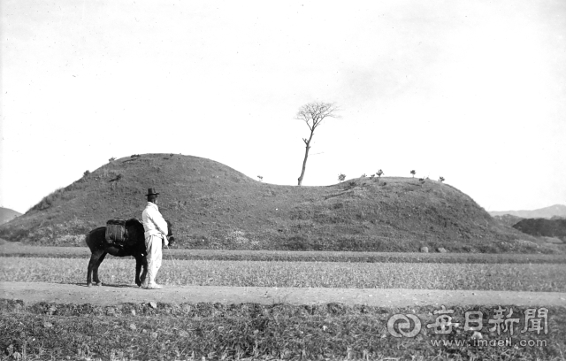 1909년 황남리 고분(현 143호분) 앞 당나귀와 조선인. 당시 당나귀는 체구가 작은 조선말과 함께 짐을 싣거나 사람이 타고 다니던 주요 교통수단이었다. 촬영-야쓰이, 소장-정인성