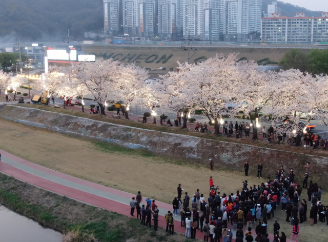 김천 조각공원 가로수길. 경북도 제공.