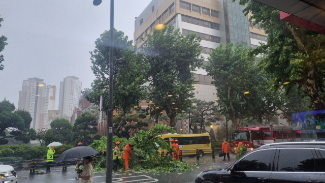 지난 5일 오후 4시 22분 대구 중구 삼덕동에서 가로수가 쓰러져 차량 한 대가 파손되고 도로 교통에 지장을 빚었다.