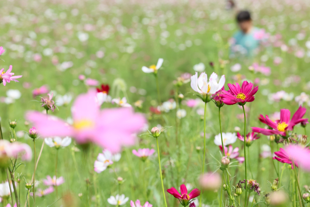 지난 25일 오후 제주시 애월읍 항몽유적지를 찾은 탐방객이 코스모스꽃밭을 산책하고 있다. 연합뉴스