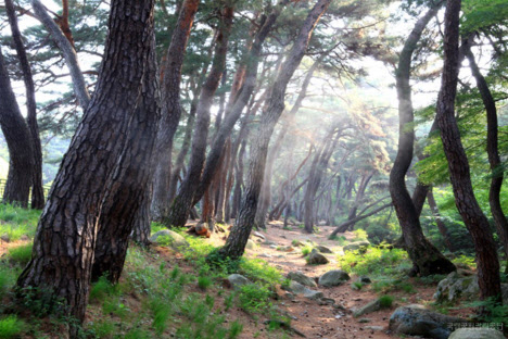 경주 삼릉숲길. 국립공원공단 제공