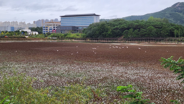 호민지 수변 공원에서 바라본 스탠포드호텔 안동. 농업용 저수지인 호민지 수면 위로 수초(水草)인 