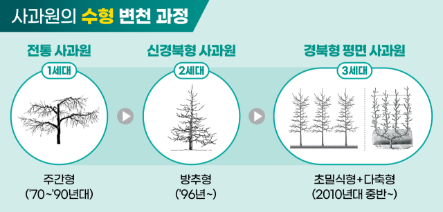 사과원 수형, 변천 과정. 경북도 제공.