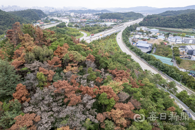 10일 대구 동구 도동 팔공산 나들목 인근 야산의 소나무 숲에 재선충병이 확산돼 상당수 나무가 잎이 변색돼 있다. 동구 공원녹지과 관계자는 