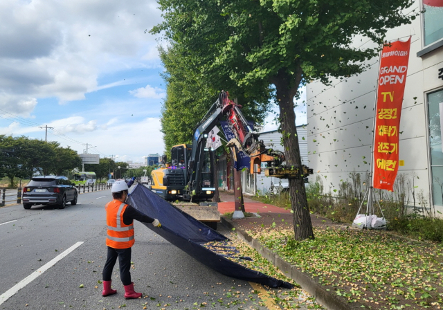 경북 경주의 한 도로에서 경주시 관계자들이 진동 수확기로 은행나무에서 은행을 털어내고 있다. 경주시 제공