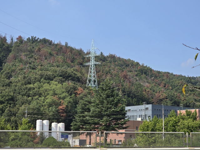 10일 오전 대구 달성군 다사읍 매곡정수장 뒤편 산지가 재선충 등으로 말라죽은 소나무들로 곳곳이 붉긋한 모습을 보이고 있다. 김우정 기자