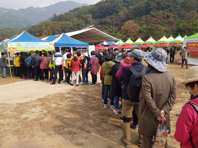 지난 문경사과축제에서 관광객들이 감홍사과를 구입하기 위해 줄을 서 기다리고 있다. 고도현 기자