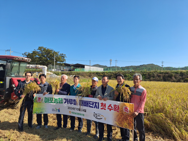 경북 김천시는 24일 올해 처음 재배한 가루쌀(바로미2)을 아포읍 박봉하 농가에서 처음으로 수확했다. 김천시 제공