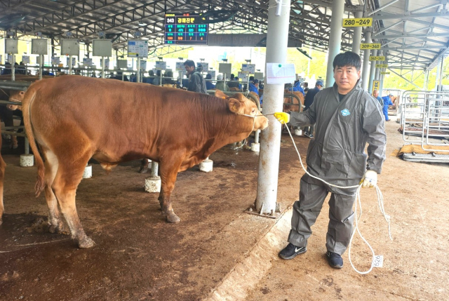 영천스마트가축경매시장에서 970만원에 낙찰되며 올해 전국 최고 경매가를 기록한 수송아지 모습. 영천축산농협 제공