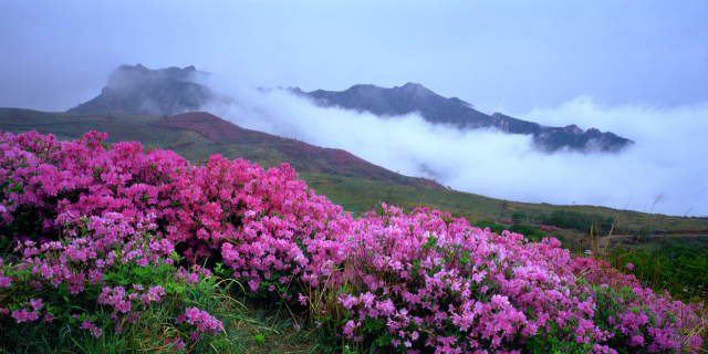 황매산 철쭉합천군 제공