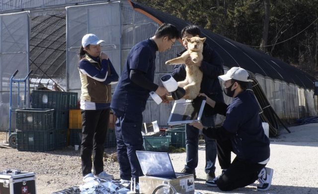 전남 신안군의 작은 섬하나에 한살 남짓 어린 백구.포터블 X-레이를 찍어보니 뒷다리가 골절되어 있는 게 보였다.