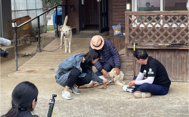 묶여져 지내는 마당개는 비단 섬마을 만의 상황은 아니다. 입양에 앞서 개를 키운다는 책임감이 얼마나 지속되어야 하는지를 충분히 고민하는 과정이 필요가 있다.