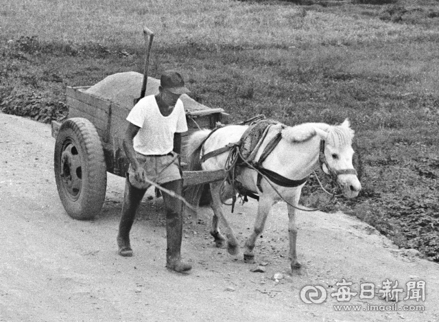 1970년대 초 한 마부가 대구 북구 금호강에서 채취한 모래를 말달구지로 실어내고 있다. 사진=매일아카이빙센터