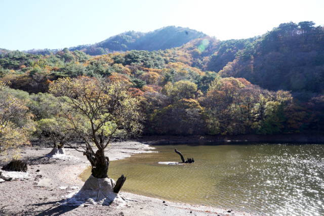 청송 주산지 모습. 청송군 제공