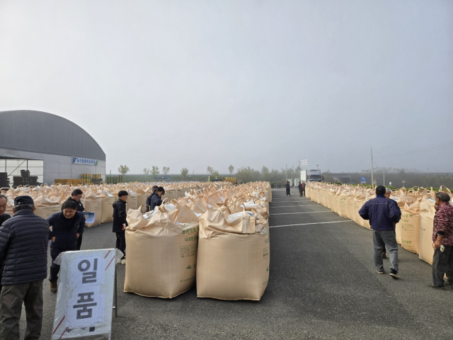 경북 의성군 공공비축벼 검사장에 800kg 벼 포대가 즐비하게 늘어서 있는 가운데 검사원들이 직접 벼를 살펴보며 검사하고 있다. 의성군 제공