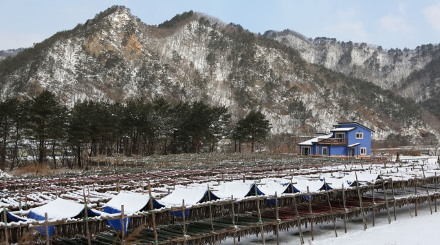 명태가 황태로 거듭나려고 하면 산간 고지 덕장에서 길들여져야 된다. 사진은 용대3리 눈을 맞고 도열해 있는 덕장의 전경.