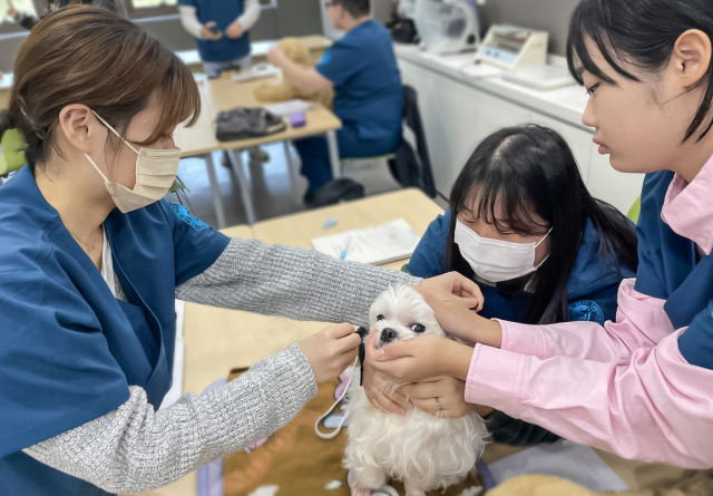 영진전문대 동물보건과 학생들이 반려동물을 돌보고 있다. 영진전문대 제공