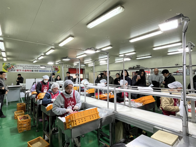 고령군은 이달 초 경북도, 경북통상과 함께 홍콩, 싱가포르 등 7개국 해외바이어 15명을 초청해 딸기 품평회와 산지 투어를 실시했다. 고령군 제공