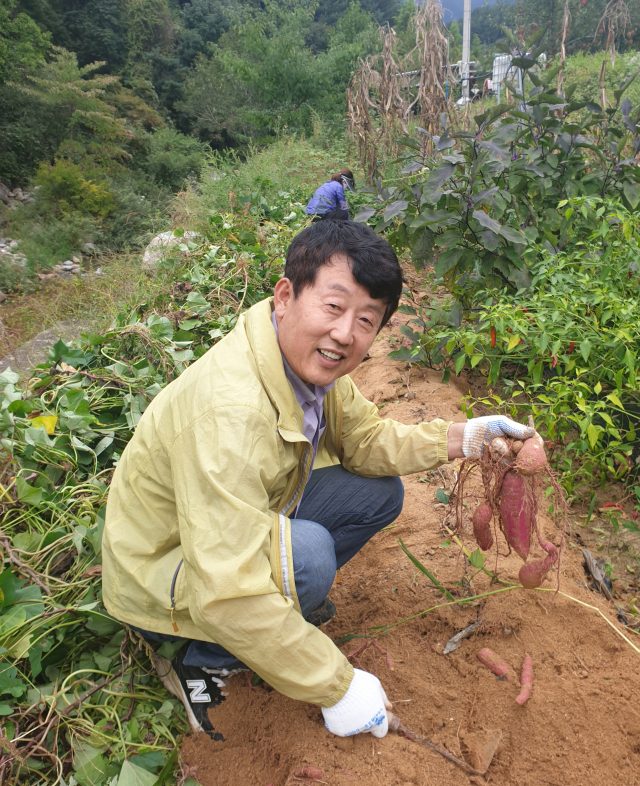 김주영 시 의원이 지역구 농가를 방문, 고구마 케기를 돕고 있다. 마경대 기자