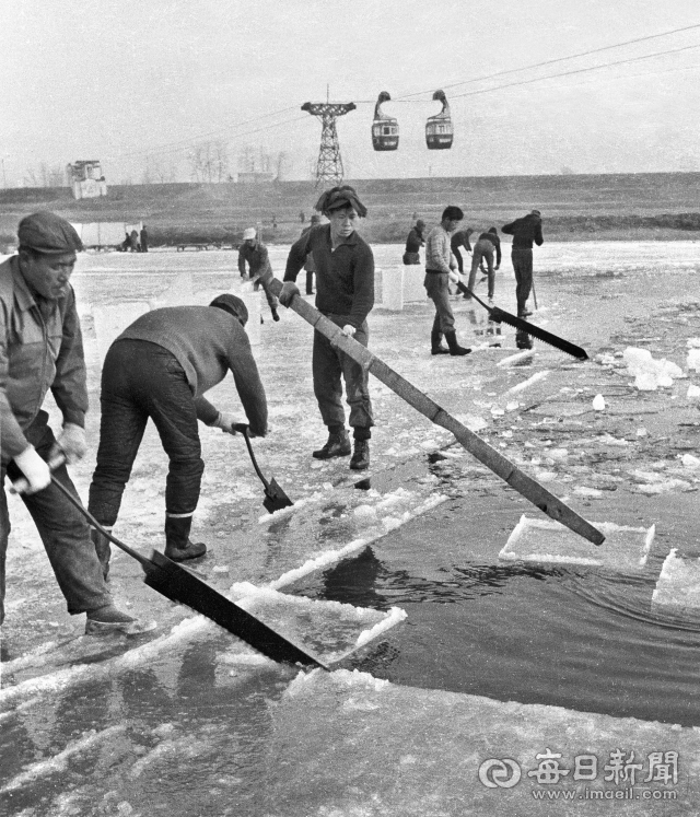 1971년 1월 12일 경북잠사회 잠업사업소 인부들이 대구 동촌 금호강에서 얼음을 채취하고 있다. 얼음은 잠종(누에씨) 저장용으로, 9일부터 이날까지 매일 10여 트럭씩 얼음을 떠갔다. 사진=매일아카이빙센터