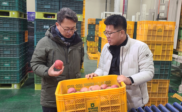 경북도는 지난 14일 영주시 봉현면 과수 거점 산지유통센터(APC)를 찾아 설 명절을 앞두고 농산물 수급 유통 현황 등을 점검했다. 경북도 제공.